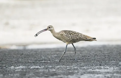 Far Eastern Curlew