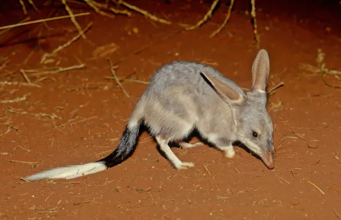 Bilby