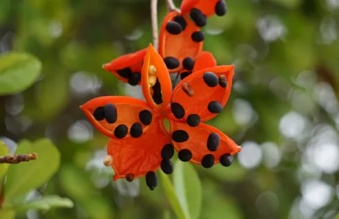 flower shaped red pods with black seeds of the red-fruited kurrajong or peanut tree. 