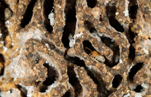 Termite mound istock