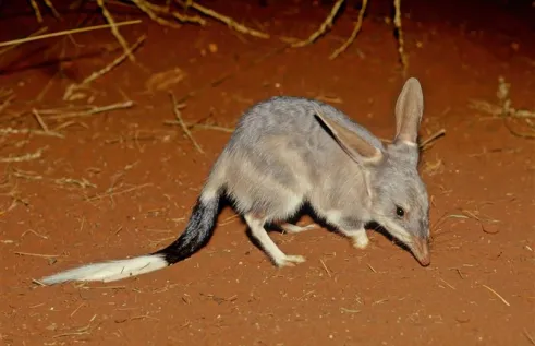 Bilby