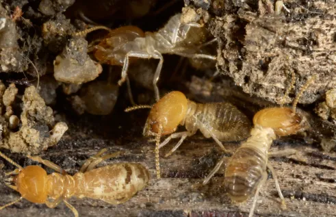 Termite