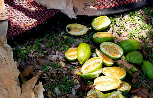bushfood shells on the ground