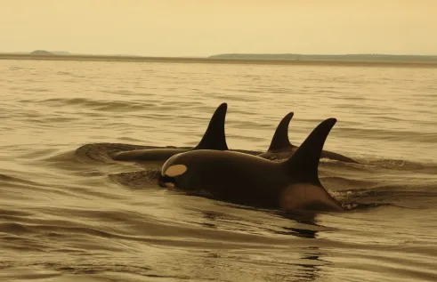 Motion 113 stemmed from a Charles Darwin University-led research paper published in the journal Science last year, which focused on longevity conservation for the Earth’s oldest animals. Picture: Lauren Brent