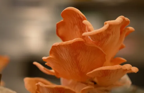 Cotton waste is being used to develop a mushroom circular economy. grow mushrooms. 