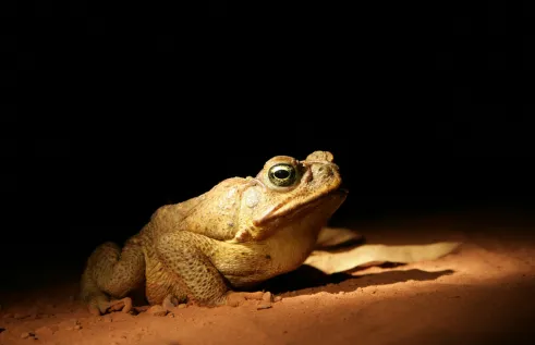 Cane toad