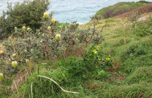 The study explored using satellite imagery and artificial intelligence to detect bitou bush (pictured) and African lovegrass.
