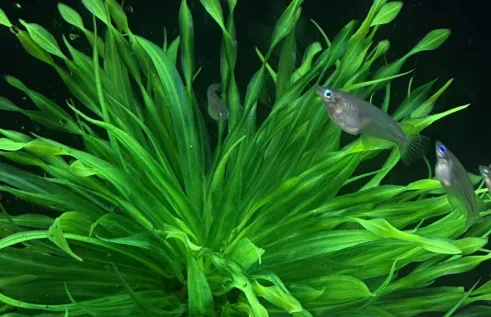 The study was conducted using marine medaka (Oryzias melastigma). The fish were split into exposed and non-exposed groups and put through a maze to examine their behaviour. 