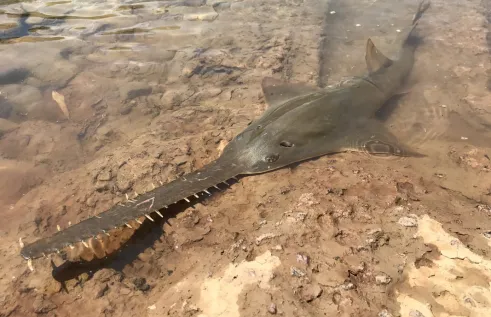 Juvenile Largetooth Sawfish. Picture: Peter Kyne