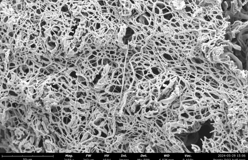 A Honeycomb Woven from Nanofibers by Pranta Barua from CDU's Faculty of Science and Technology.
