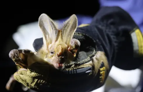 The study examined dialect formation in ghost bats, with researchers investigating vocalisations recorded at bat colonies across the Northern Territory. 