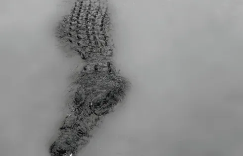 The crocodile can teach us