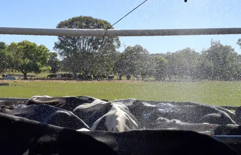 Farms are having increases in water costs because of water spaying heat stressed cows. Picture: Kerstin Zander