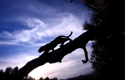 Predator prey relationship