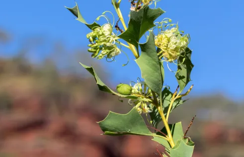 Northern Territory Herbarium