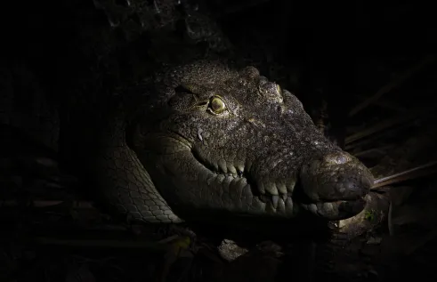 Photo of head of wild saltwater crocodile