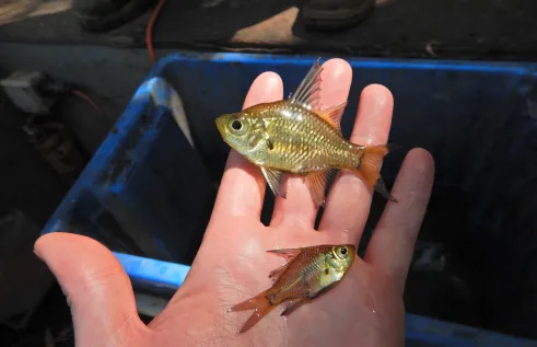 Macleay's Glassfish (Pseudoambassis macleayi) is another specimen in the library. Picture: Michael Hammer