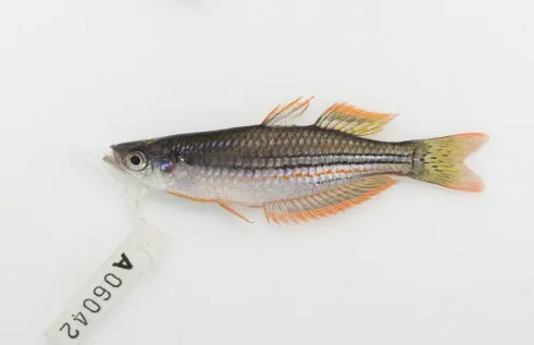 Exquisite rainbowfish (Melanotaenia exquisita) is one of the species in the library. Picture: Michael Hammer