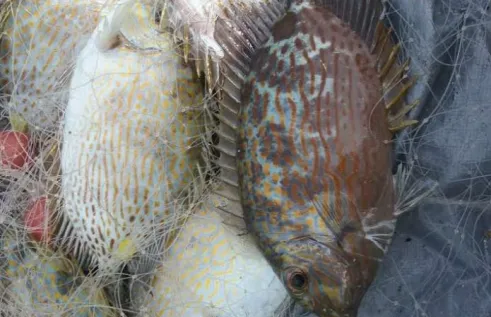 Colorful fish stuck in the net