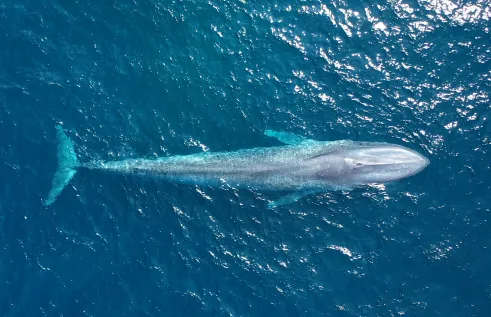 Pygmy blue whale swims in blue ocean