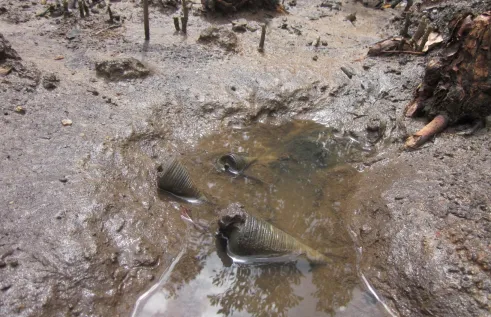 An experiment on sediment in shallow water.
