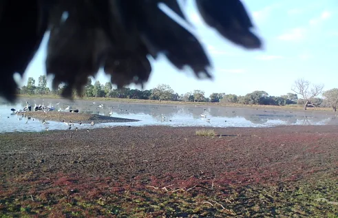 Photo oh wetland with birds and water in the background