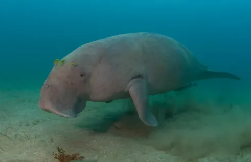 Dugong