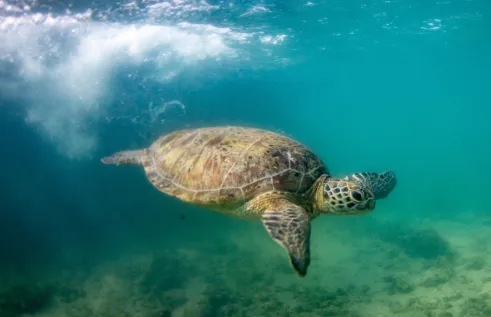 turtle, nat robson