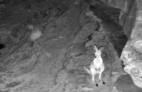 The livestream allows viewers to glimpse the incredible wildlife at a pool on the Watarrka escarpment.