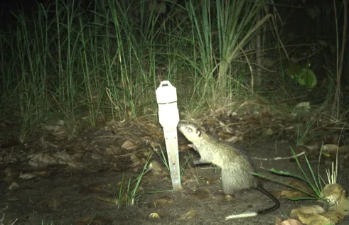 Black footed tree rat from Cara Penton
