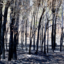 Wildfires in southern Africa release vast amounts of carbon emissions.