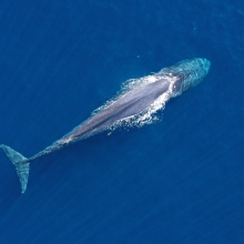 Charles Darwin University (CDU) researchers predict blue whales will get some relief under El Nino and climate conditions this year.