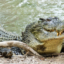 The study explored where saltwater crocodiles caught in Darwin Harbour had migrated from. 