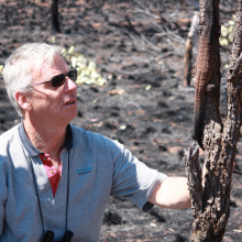 Dr Noel Preece, wearing sunglasses, with binoculars hanging round his neck, looking at a lizard on a burnt tree trunk, surrounded by burnt ground