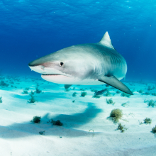 A paper with Charles Darwin University has highlighted the need for a science-based approach to shark conservation in Brazil’s Marine Protected Areas.