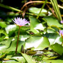 water lillies with green leaves and blue flowers