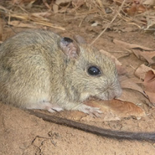 CDU researchers will evaluate the extent of cat predation on the threatened brush-tailed rabbit-rat (pictured), through the National Environmental Science Program. Photo: Hugh Davies