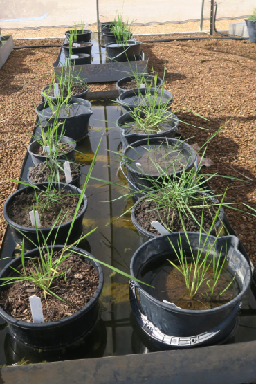 Two rows of pots standing in water with grass like leaves sprouting from the soil