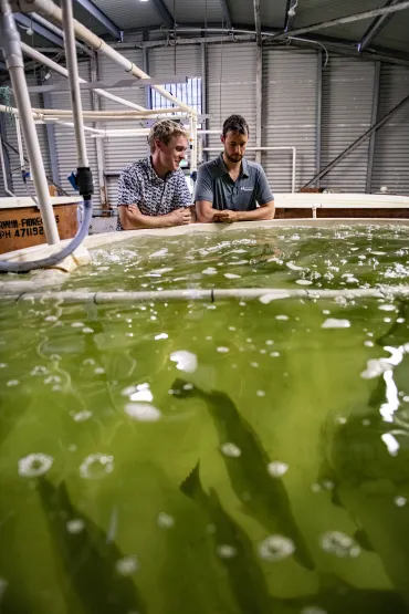 Charles Darwin University (CDU) PhD Candidate Brien Roberts views barramundi at CDU. 