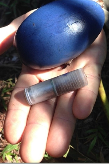 An ingestible accelerometry telemetry device alongside an intact cassowary plum. Picture: Mariana Campbell