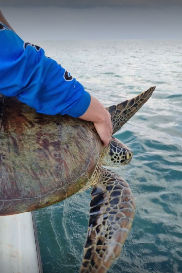 Turtle being held by arm with blue sleeve over water