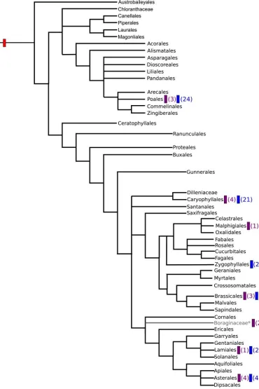 Family tree of some plants from APG