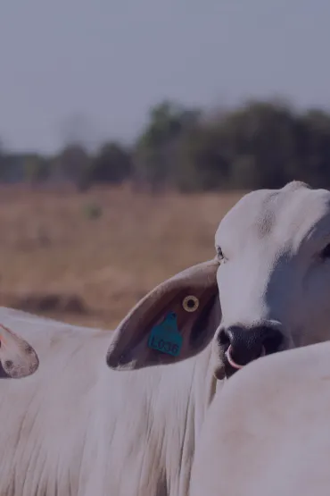 Sustainable pastoral system - RINA