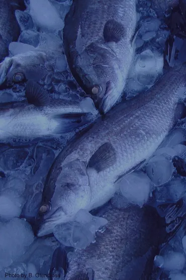 Tropical aquaculture - RINA