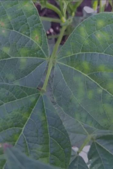 Tropical biosecurity - RINA