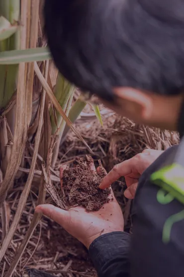 Tropical broadacre cropping system - RINA