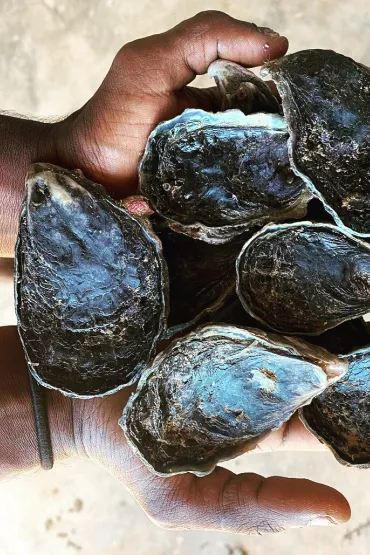 hand holding 6 large black oysters