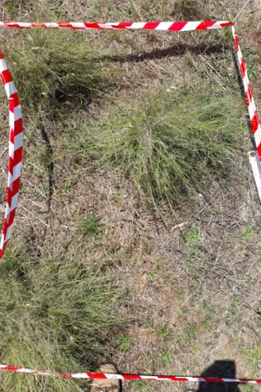 African lovegrass (Eragrostis curvula).