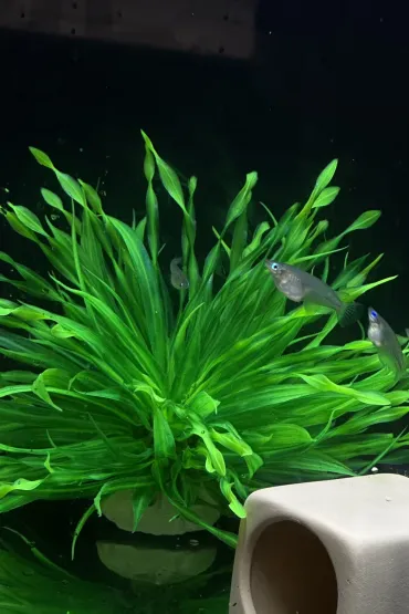 The study was conducted using marine medaka (Oryzias melastigma). The fish were split into exposed and non-exposed groups and put through a maze to examine their behaviour. 