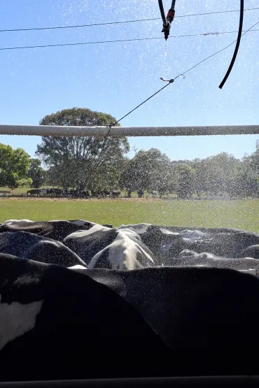 Farms are having increases in water costs because of water spaying heat stressed cows. Picture: Kerstin Zander